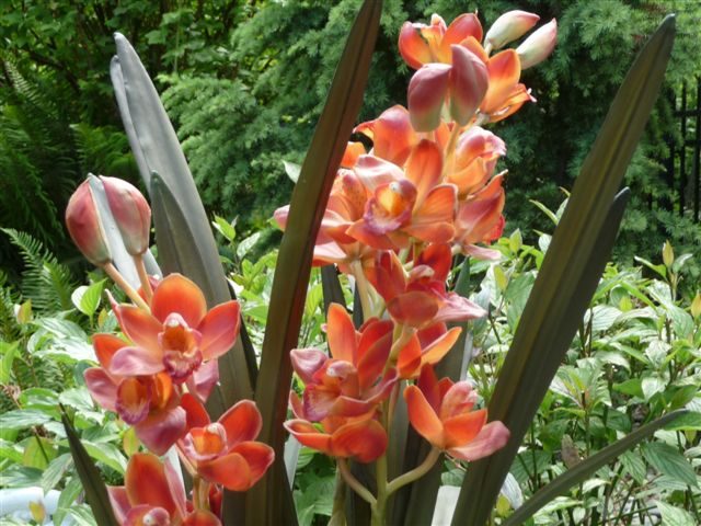 Tropical flowers in the gardens at Kiahuna Plantation