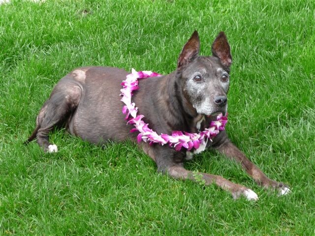 Xena the owners' dog wearing a Poipu flower lei